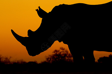南非White Rhino(微量)图片