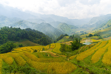 美丽的山景中包含着梯田地热带成长环境风景线条土地种植园阳台植物旅行图片