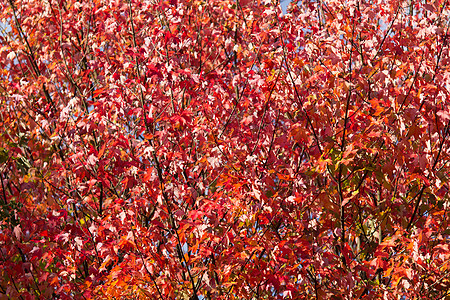 日文淡树红叶图片