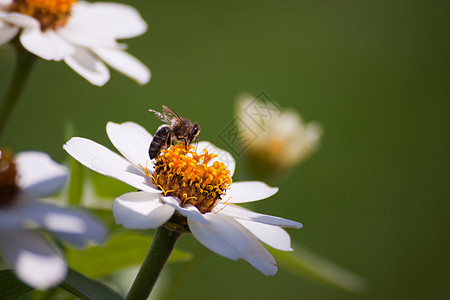 花朵上的蜜蜂绿色植物植物群收集动物群昆虫动物花瓣图片