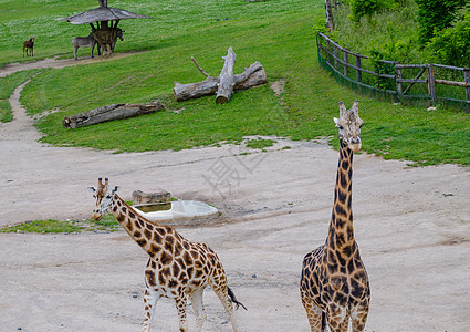 布拉格动物园的长颈鹿毛皮蓝色动物群马赛天空栖息地荒野动物环境脖子图片