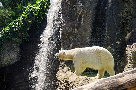 北极熊栖息地毛皮野生动物旅行天气童年哺乳动物环境动物鼻子图片