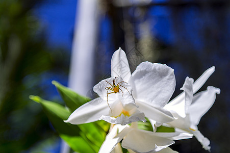 蜘蛛兰花昆虫植物叶子绿色植物群公园场景阳光热带花园图片