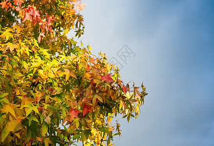 秋树和叶叶 瀑布的美丽颜色阳光绿色黄色活力植物公园季节太阳红色叶子户外的高清图片素材