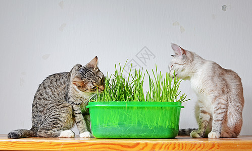 吃饭的猫绿色的灰色的高清图片