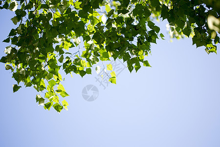 夏日清晨的青绿叶植物蓝色阴影阳光天空环境晴天植物学公园宏观图片