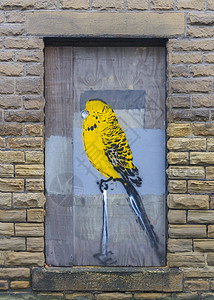Budgie 涂鸦插图街道羽毛城市艺术文化艺术品动物群字体鹦鹉图片