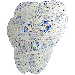 Lily 卵巢显微镜科学植物光学百合植被幻灯片横截面宏观实验室细胞图片