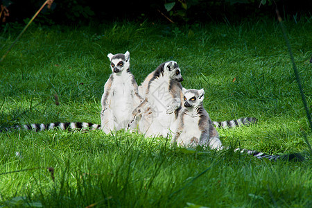 莱穆尔家庭动物狐猴荒野哺乳动物野生动物黑色白色动物园野生公园劣魔图片