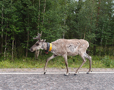 驯鹿在路上旅行动物荒野哺乳动物苔原喇叭野生动物背景图片