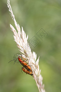 甲壳虫配种红色毛竹昆虫动物野生动物图片