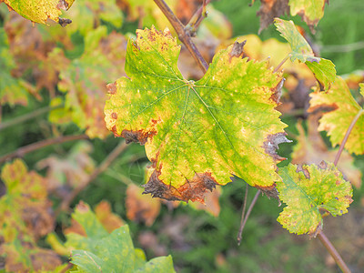 Vitis 植物叶叶绿色植物群植被树叶叶子图片