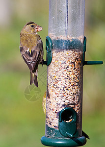 Greenfinch Carduelis 氯野生动物栖息种子背景图片