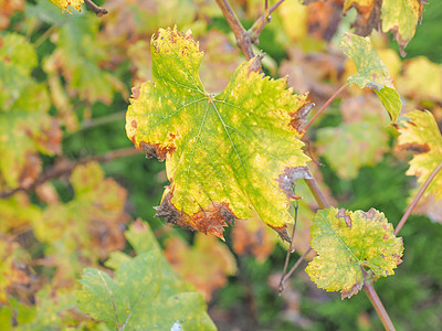 Vitis 植物叶叶树叶叶子植被植物群绿色图片