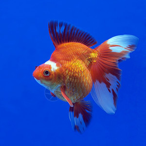 金金鱼荒野野生动物生活尾巴宠物海洋自由水族馆动物鱼缸图片