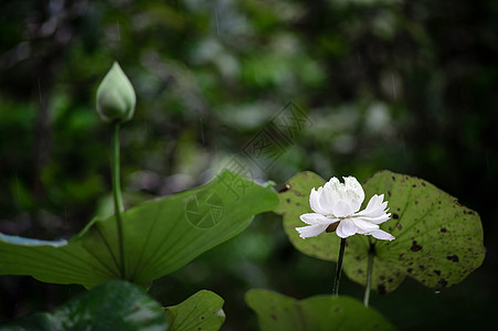 雨中白莲花旅行村庄农村种植业风光花瓣殖民场景发展热带图片