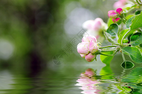 苹果花切合图片植物学园艺生长天空宏观花园海浪食物蓝色香气图片