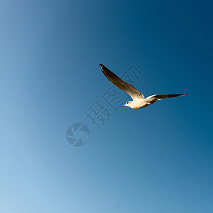 白海鸥在蓝天空中飞翔野生动物蓝色白色海鸥动物飞行航班空气羽毛海鸟图片