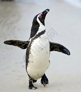 非洲企鹅鸟类学笨蛋海鸟野生动物鲈鱼荒野动物海滩乐趣巨石图片