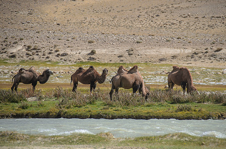阿富汗的骆驼图片