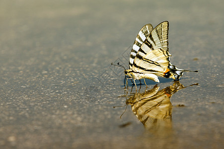 喝水的外形燕尾蝴蝶图片
