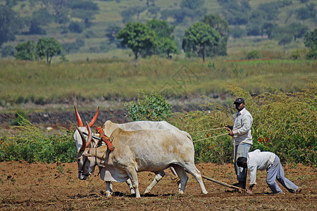 农民耕种田地场地职业生长工作农业企业用地耕作村庄体力劳动者图片
