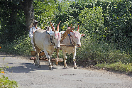 Farmar携带一对有犁的公牛食草男人村庄田园农具风光哺乳动物农民重刃农场图片