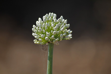 洋葱花蔬菜葱属紫色家族小花农场栽培伞形洋葱甜蜜图片