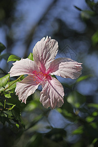 中国玫瑰 中国的hibiscus 希比芙蓉家族鞋花植物灌木木槿背景图片