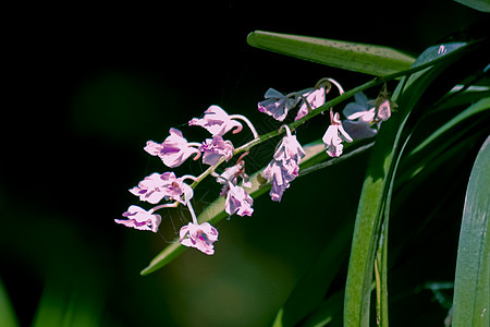 卷曲的飞蛾花朵兰花家族花簇背景图片