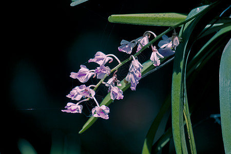 卷曲的家族飞蛾兰花花簇花朵背景图片