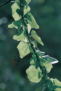 斯捷法尼亚japonica植物树叶绿色粳稻蛇藤叶子背景图片
