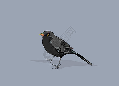 黑鸟绘画黑色羽毛插图动物创造力背景图片