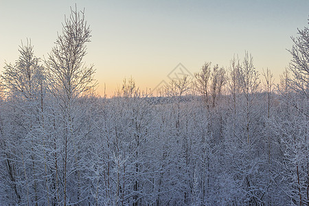 冬季风景森林天空松树蓝色太阳白色图片