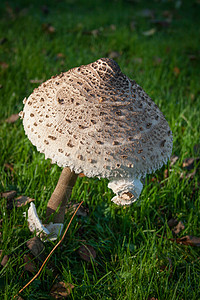 大型大蘑菇植物学植物光圈尺寸低角度背景图片