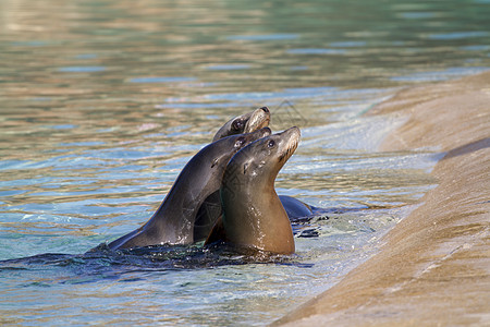 海狮狮子野生动物海豹环境保护动物幼兽环境物种幼崽游泳保护区图片