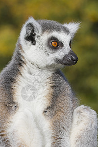 环尾狐猴Lemur catta哺乳动物黑色濒危荒野野生动物黑与白白色条纹卡塔灵长类图片