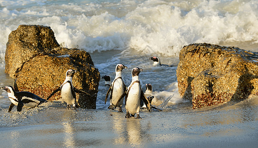 非洲企鹅家庭海岸海洋翅膀乐趣黑脚海滩海鸟濒危鸟类学图片