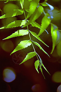 叶叶叶阿扎迪拉奇塔草本植物医疗生长卫生绿色叶子枝条医学药品水果图片