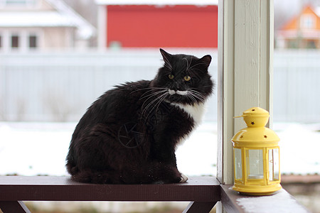 露台严重猫烛台胡子耳朵白色蜡烛阳台黄色宠物故事图片