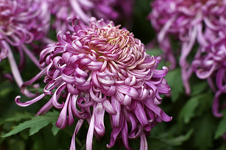 菊花黄花妈妈雏菊小菊花背景图片