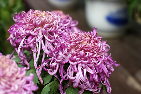 菊花雏菊妈妈黄花小菊花背景图片