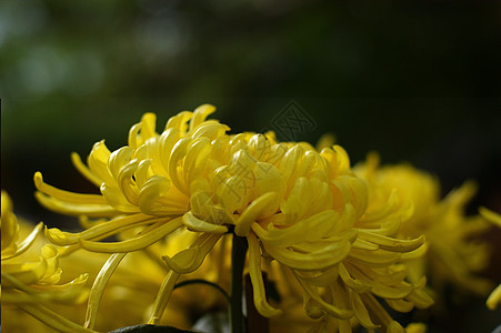 菊花黄花妈妈雏菊小菊花背景