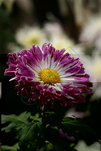 菊花妈妈黄花小菊花雏菊背景