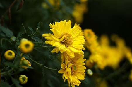 菊花黄花妈妈雏菊小菊花图片