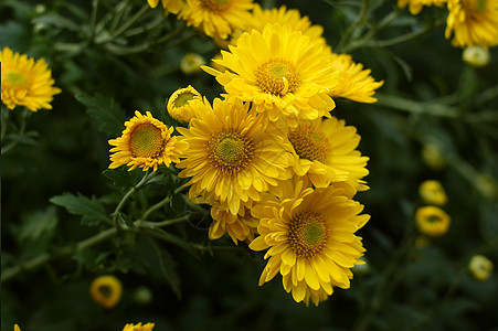 菊花黄花雏菊小菊花妈妈图片