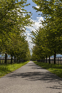农村道路连带绿叶绿树柏油树木通道绿色叶子乡村路线农田基础设施旅行图片