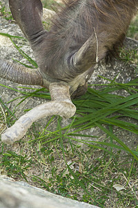 泰兰 帕塔耶亚 动物园牛角荒野动物野生动物动物群花园公园蹄子动物学哺乳动物图片