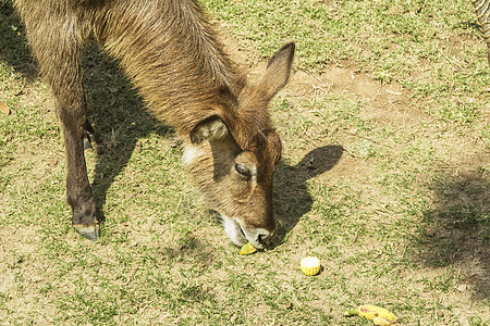 泰兰 帕塔耶亚 动物园野生动物荒野哺乳动物蹄子公园河马黑色动物学牛角花园图片