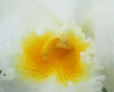 白黄兰花花叶白色植物群黄色花园园艺兰花背景图片